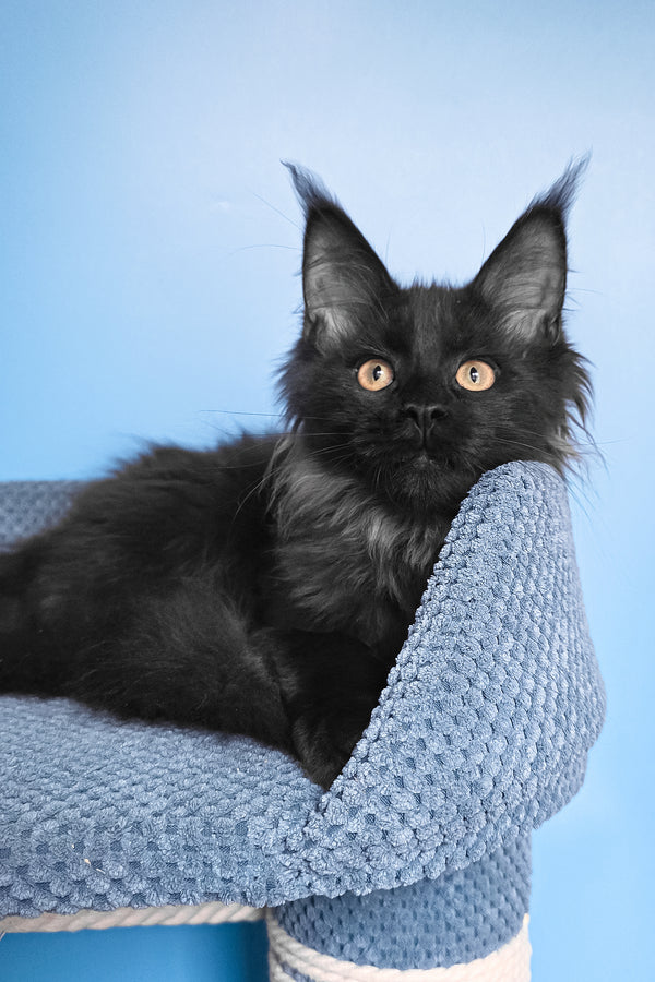 Patricia | Maine Coon Kitten