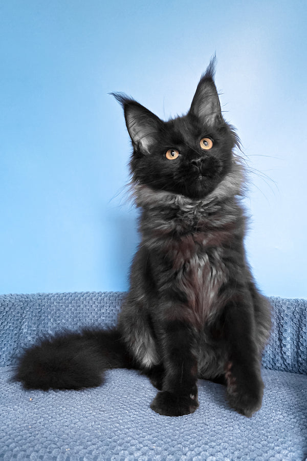 Patricia | Maine Coon Kitten