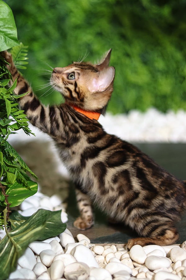 Ralf | Bengal Kitten