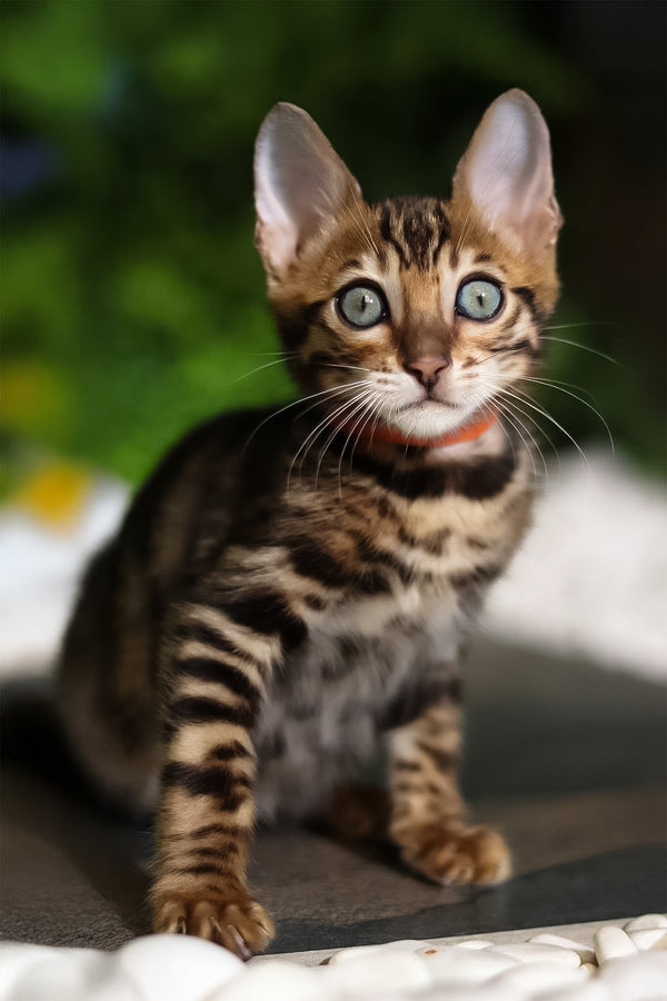 Ralf | Bengal Kitten