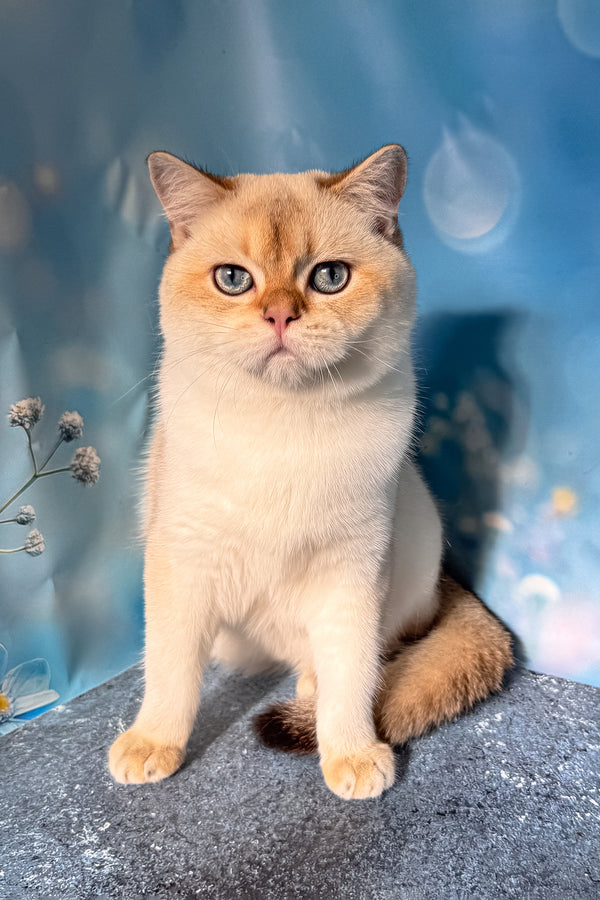 Rocky | Scottish Straight Kitten