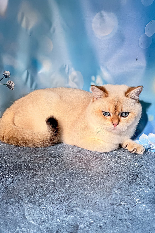 Rocky | Scottish Straight Kitten