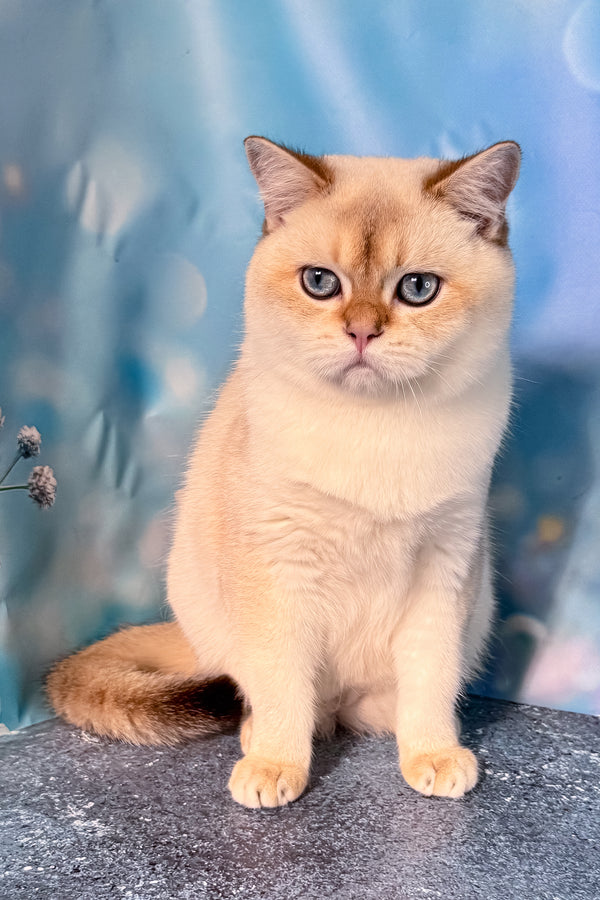 Rocky | Scottish Straight Kitten