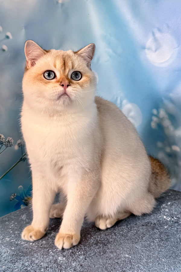 Rocky | Scottish Straight Kitten