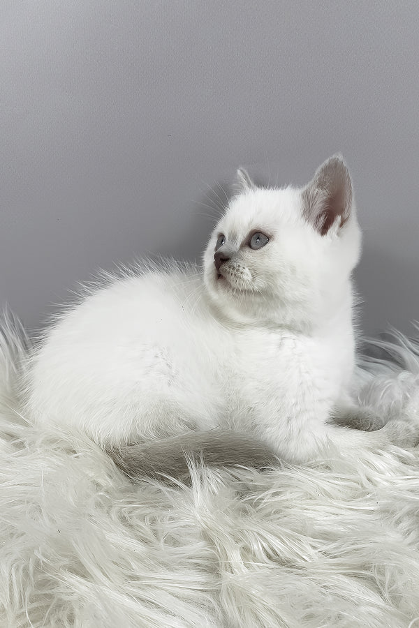 Rozi | British Shorthair Kitten