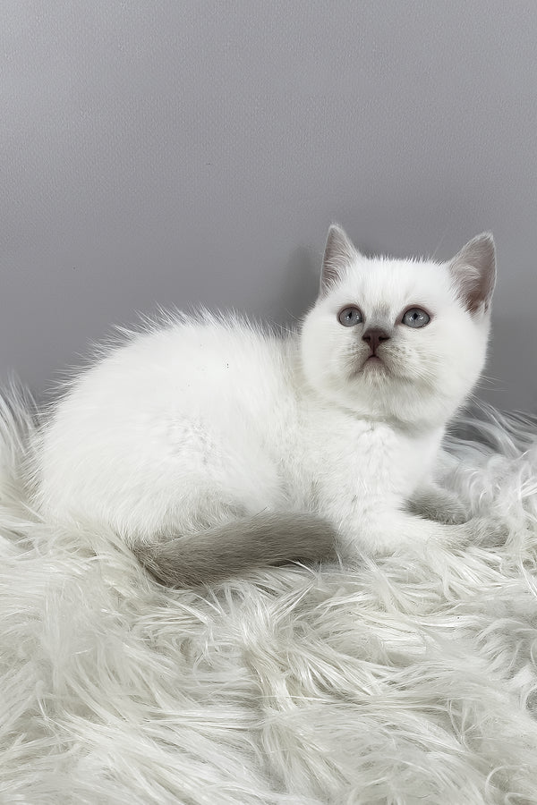 Rozi | British Shorthair Kitten