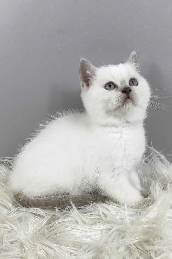 Rozi | British Shorthair Kitten