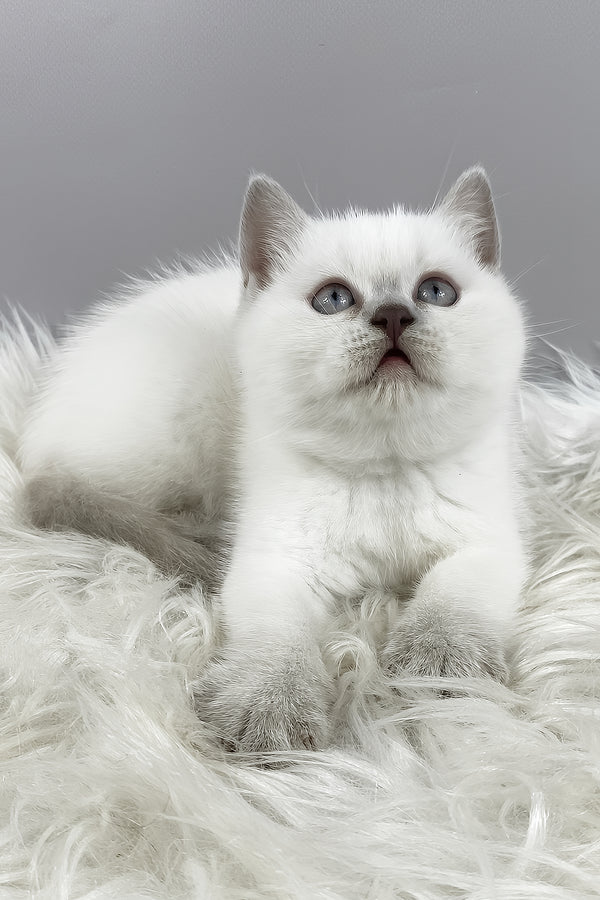 Rozi | British Shorthair Kitten