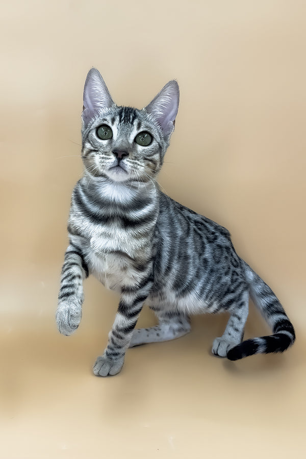 Samantha | Bengal Kitten
