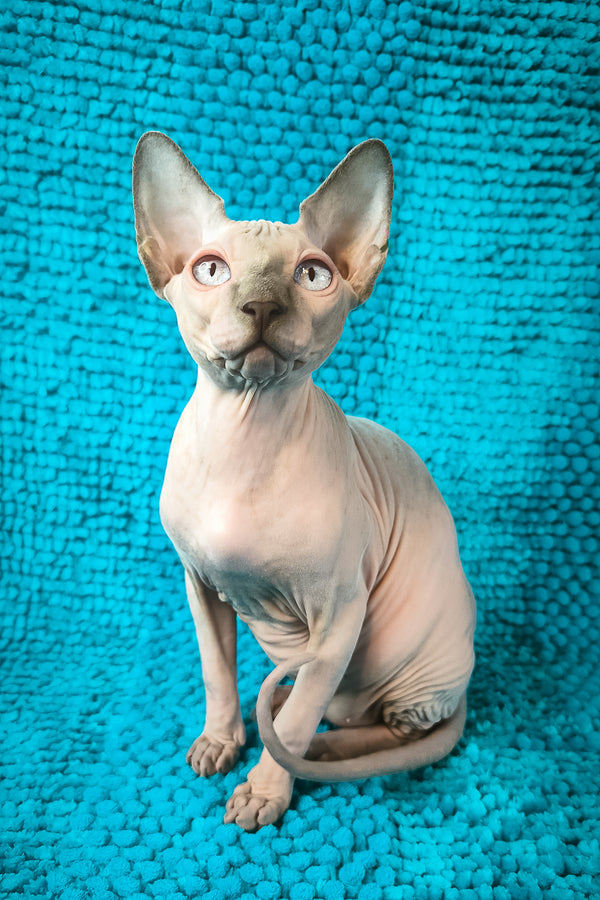 Sensei Salidzhi Saner | Canadian Sphynx Kitten