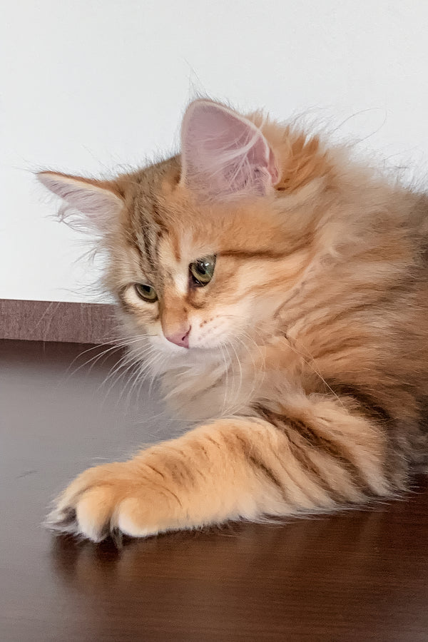 Stella | Siberian Kitten