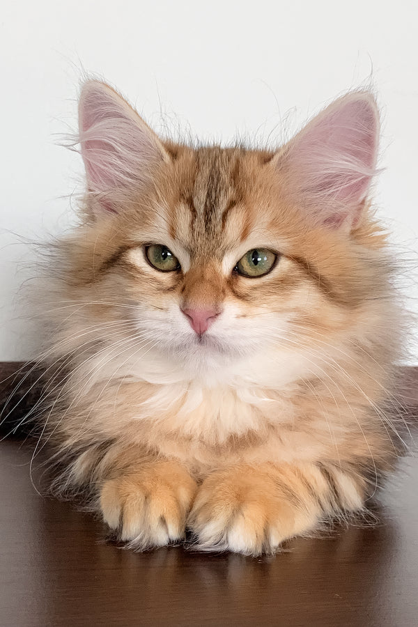 Stella | Siberian Kitten