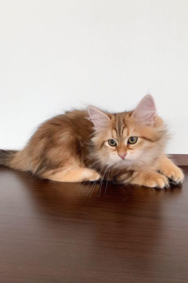 Stella | Siberian Kitten