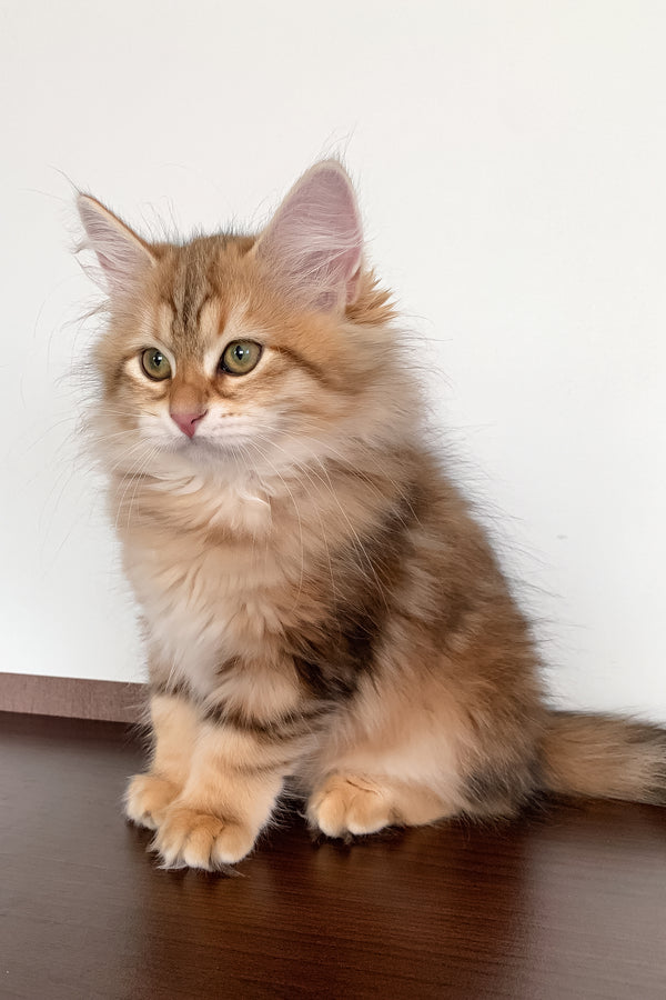 Stella | Siberian Kitten