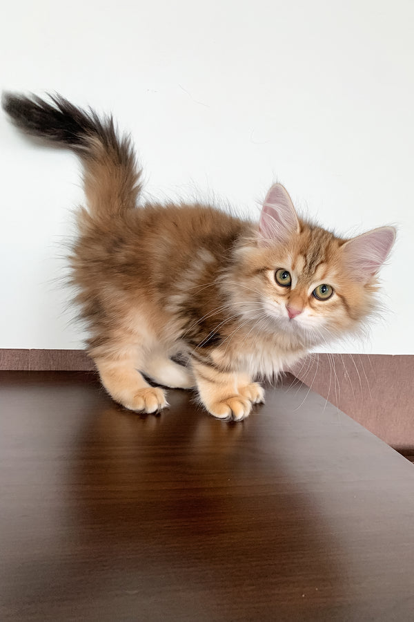 Stella | Siberian Kitten