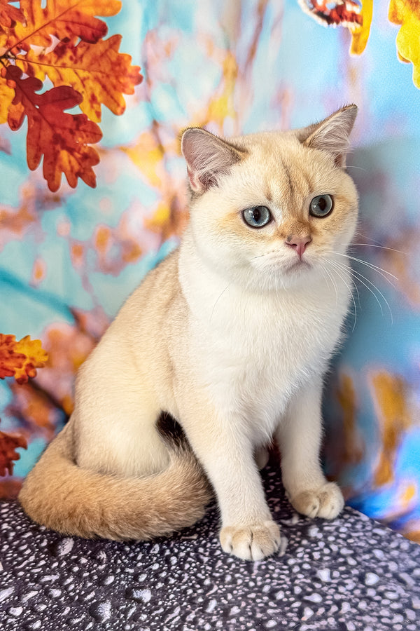 Twiks | Scottish Straight Kitten