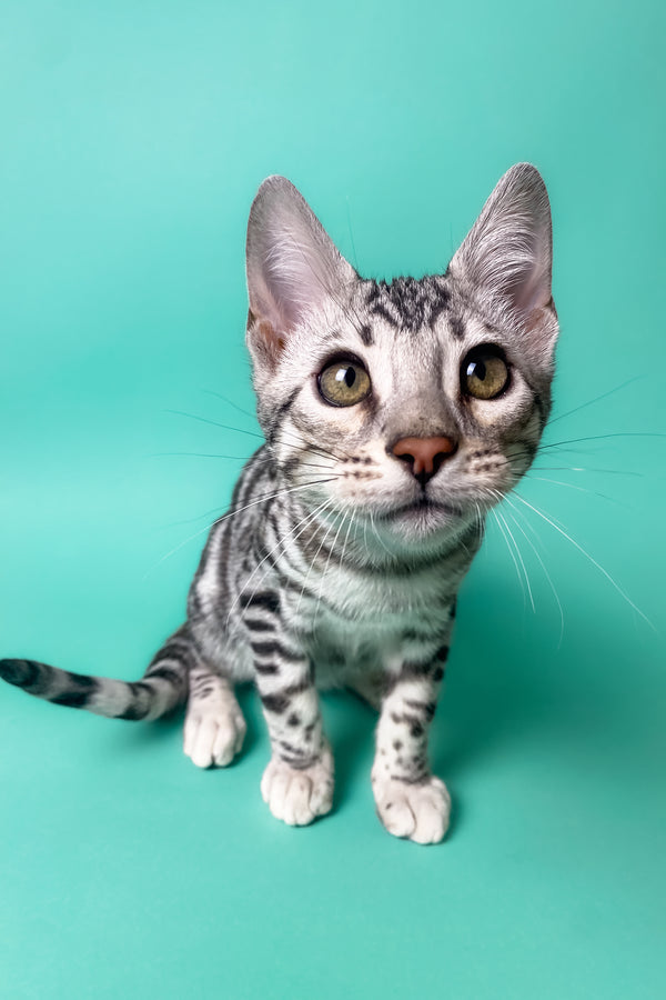 Urman | Bengal Kitten