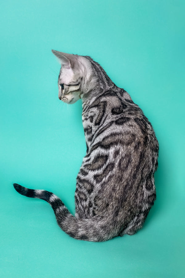 Urman | Bengal Kitten