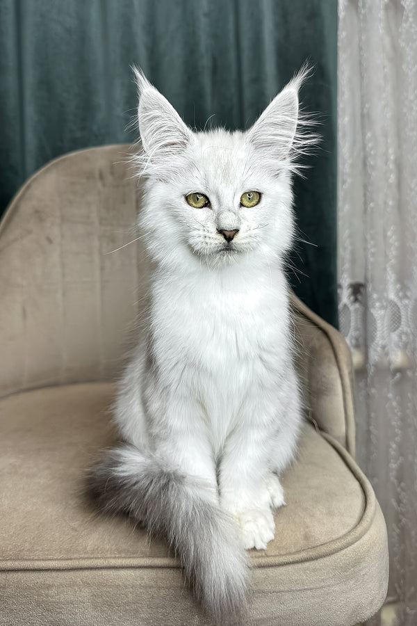 Vanessa | Maine Coon Kitten