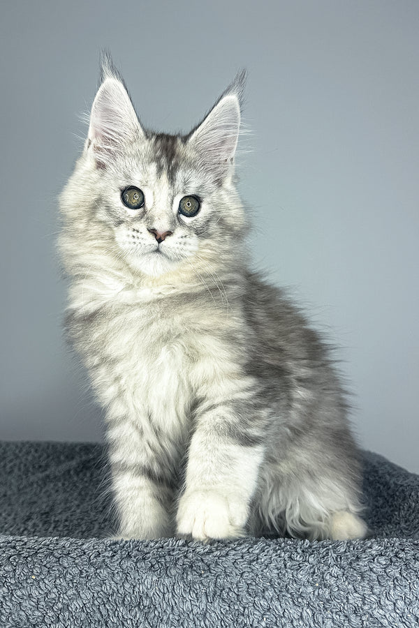 Vanilla | Maine Coon Kitten