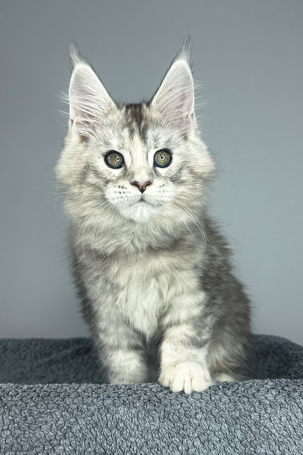 Vanilla | Maine Coon Kitten