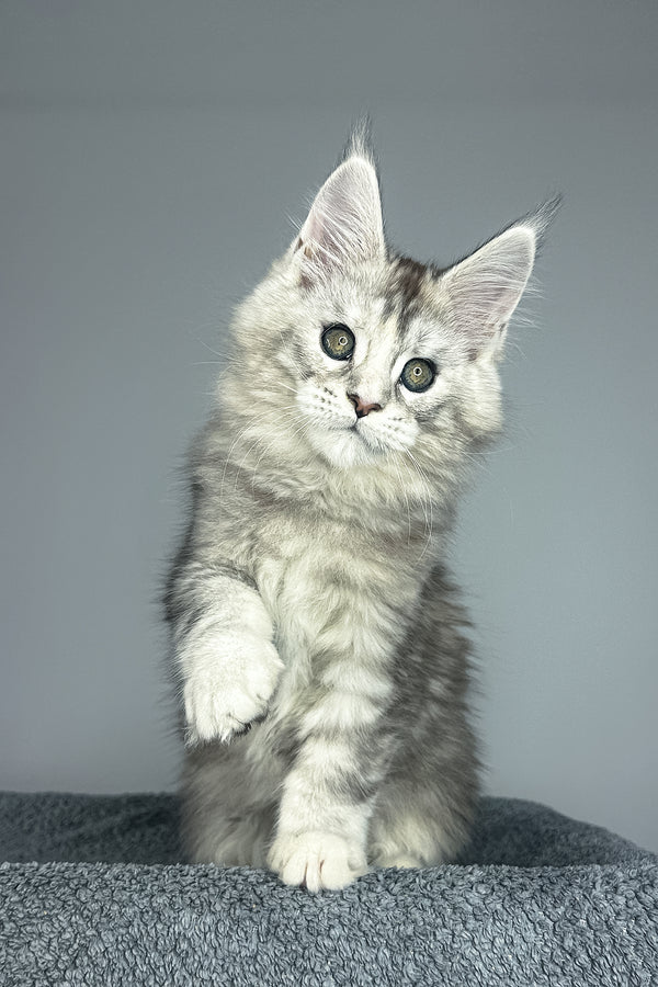 Vanilla | Maine Coon Kitten
