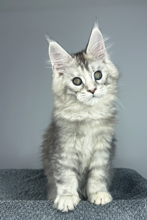 Vanilla | Maine Coon Kitten