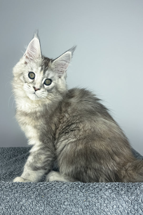 Vanilla | Maine Coon Kitten