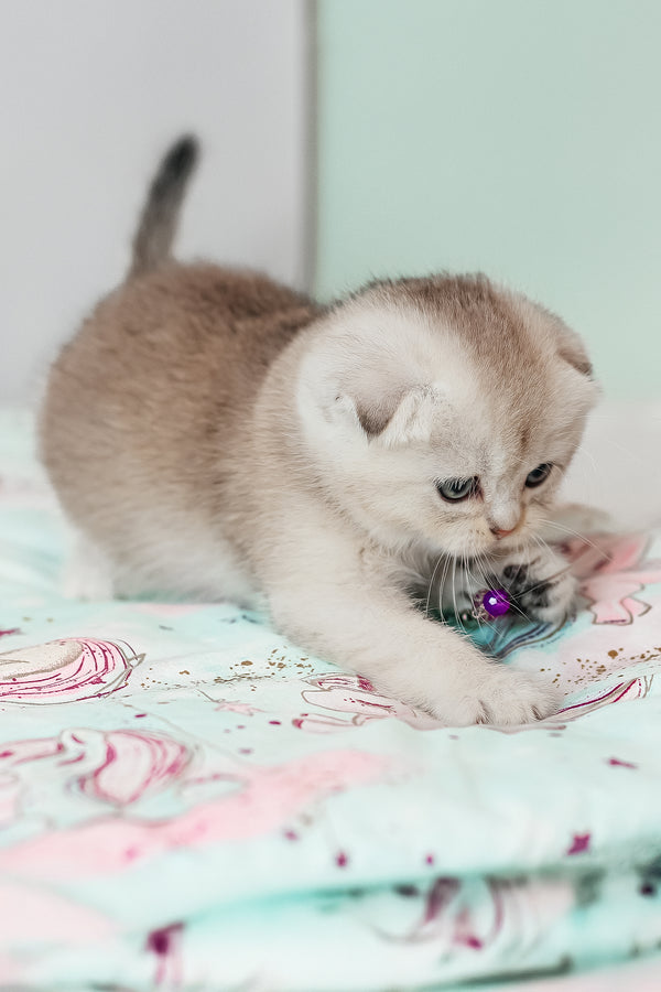 Vivian | Scottish Fold Kitten