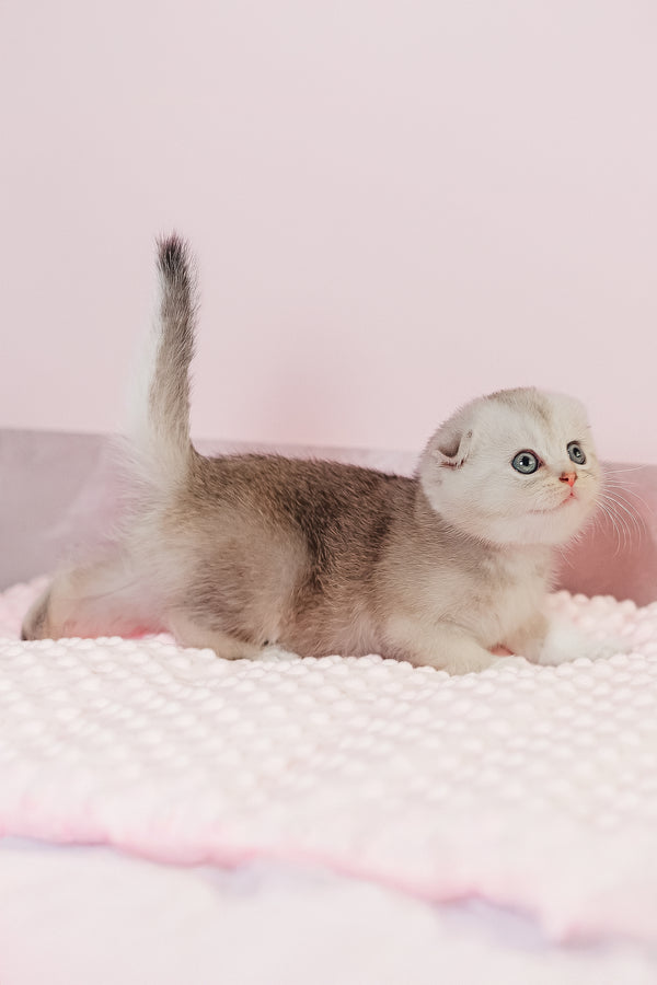 Vivian | Scottish Fold Kitten