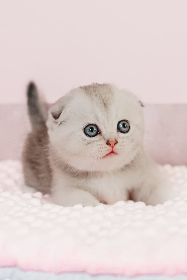Vivian | Scottish Fold Kitten