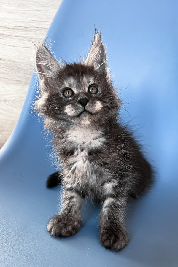 Patrick | Maine Coon Kitten