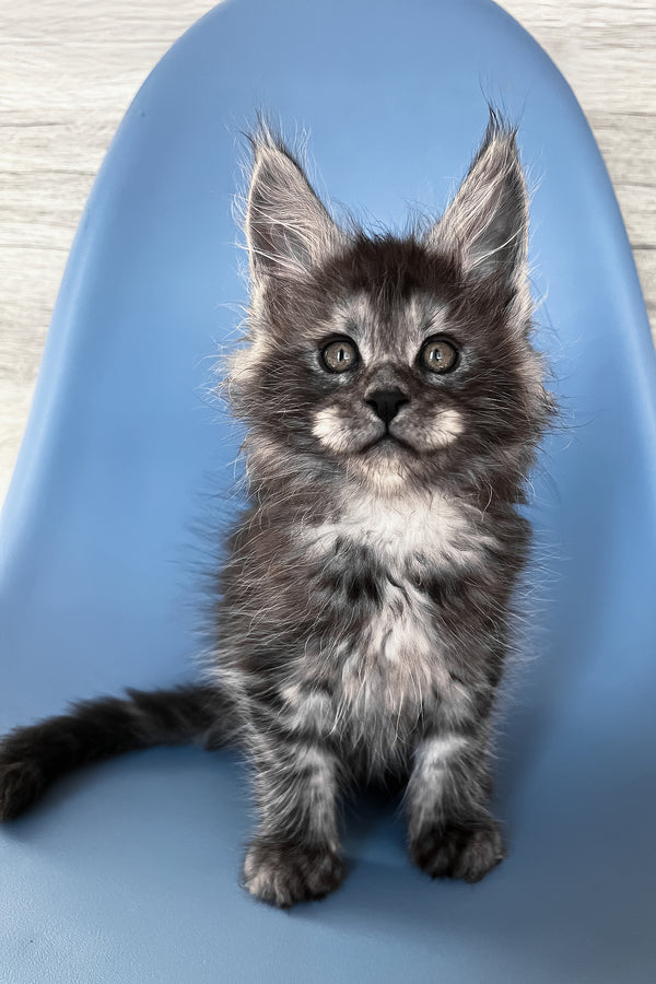 Patrick | Maine Coon Kitten