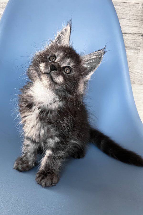 Patrick | Maine Coon Kitten