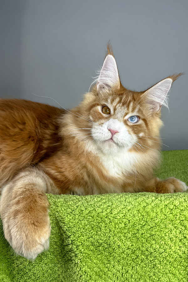 Kamal | Maine Coon Kitten