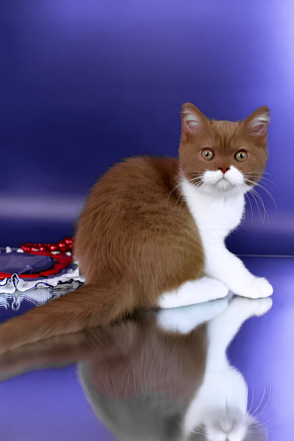 Nats | British Shorthair Kitten