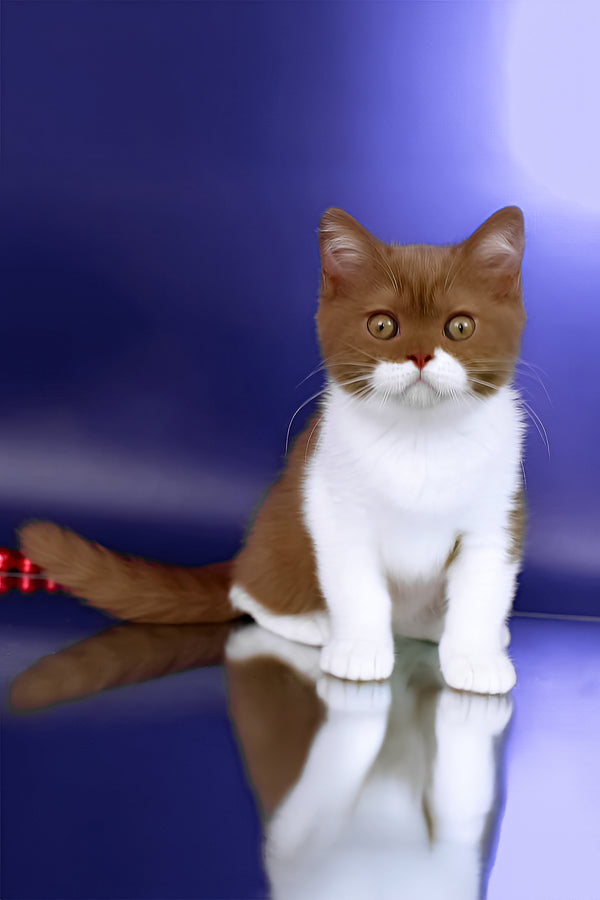 Nats | British Shorthair Kitten