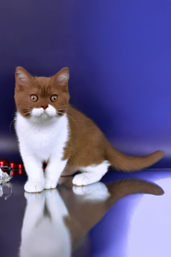 Nats | British Shorthair Kitten