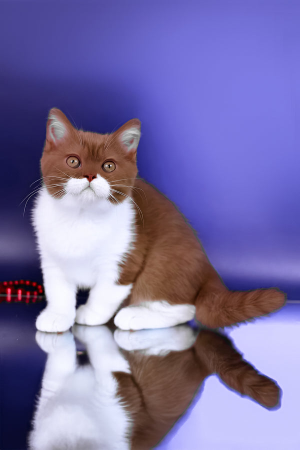 Nats | British Shorthair Kitten