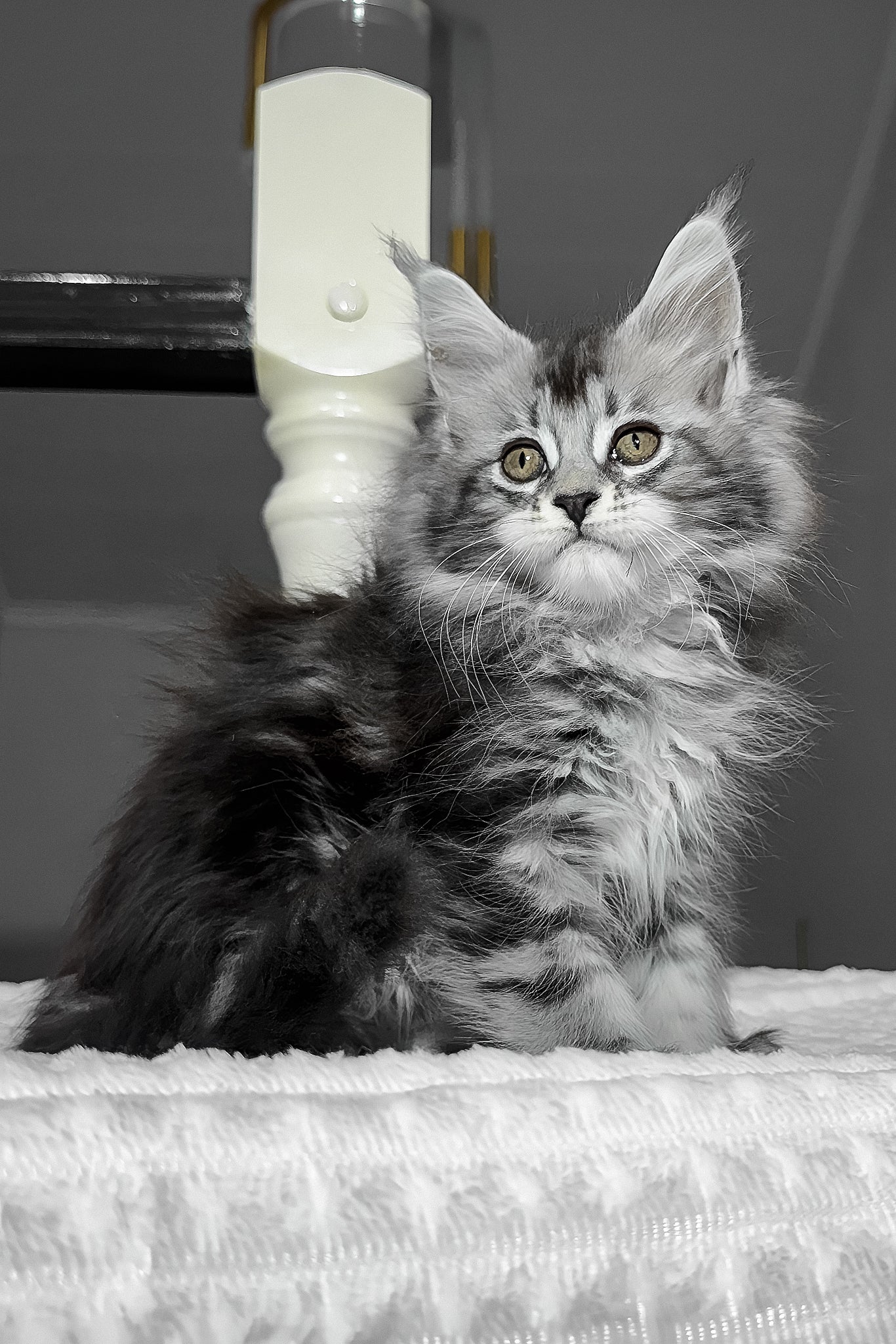 АНТИФРИЗ MAINE COON G11 ЗЕЛЕНЫЙ 5 КГ