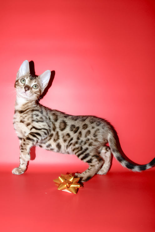 Bassadora | Bengal Kitten