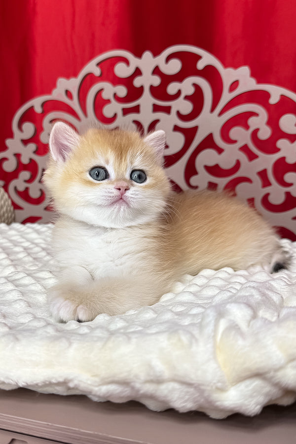 Dilan | British Shorthair Kitten