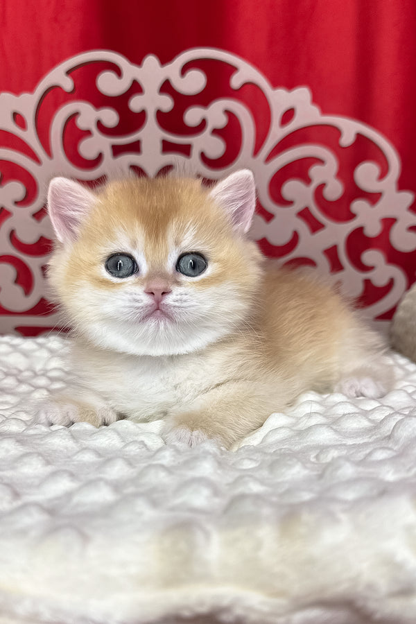 Dilan | British Shorthair Kitten