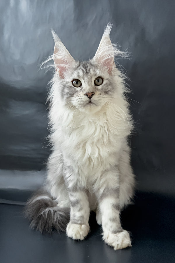 Dream  | Maine Coon Kitten