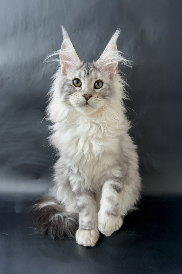 Dream  | Maine Coon Kitten