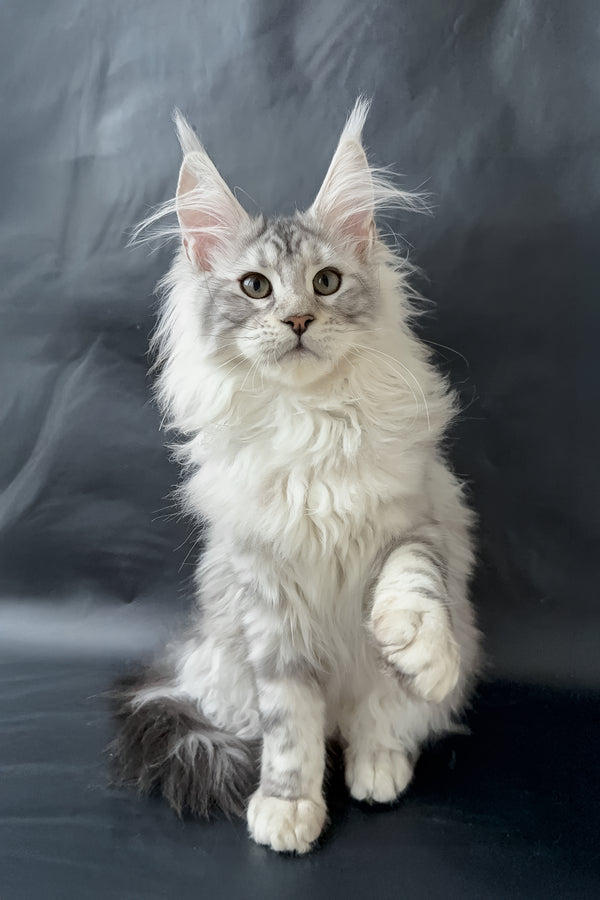 Dream  | Maine Coon Kitten