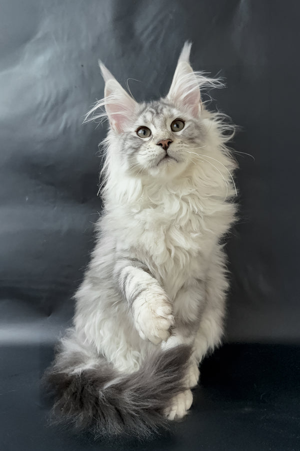 Dream  | Maine Coon Kitten