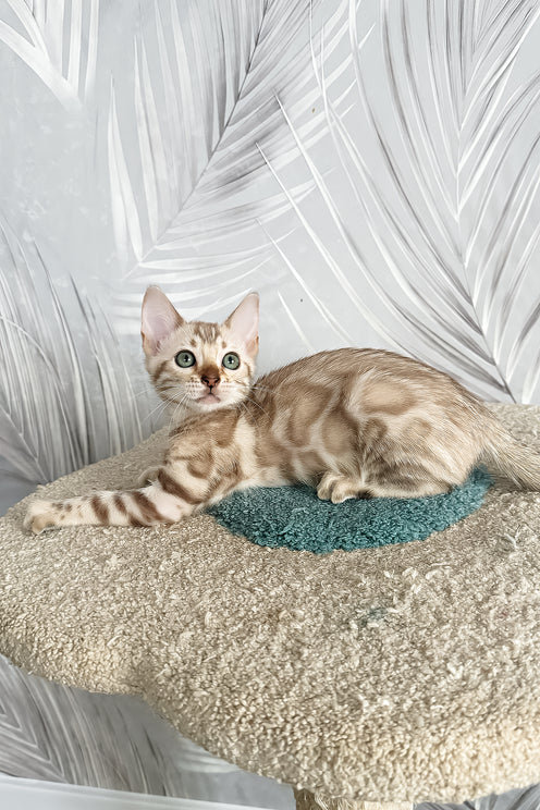 Kassiopeia | Bengal Kitten