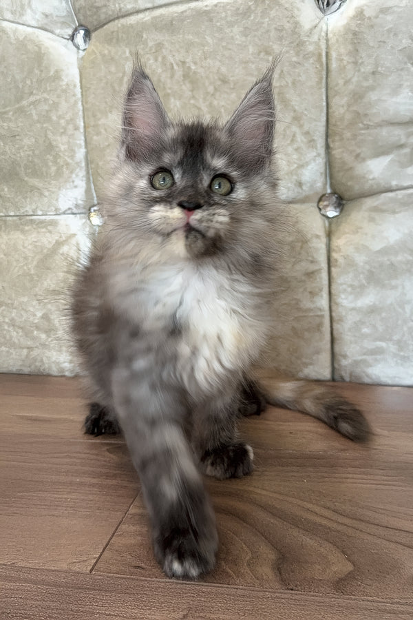 Eliza | Maine Coon Kitten