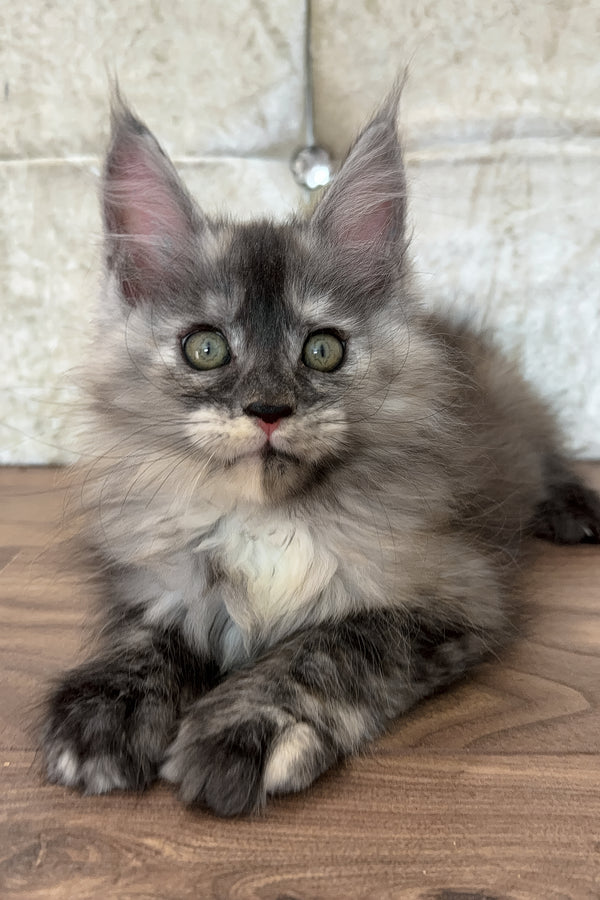 Eliza | Maine Coon Kitten
